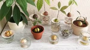 The next time you're making guacamole or slicing an avocado for a salad, try saving your pits to grow into avocado trees. How To Grow Avocado Indoors Plant Instructions