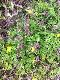 Maybe you would like to learn more about one of these? Pin On Mygardenanswers