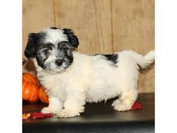 Before i had her i was a cat person, but now i love dogs too. Maltese Chihuahua Dog Male Black White 1921721 Petland Knoxville