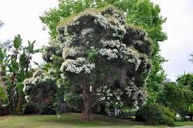Image result for Melaleuca sp. A (Biegel 5741)