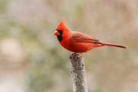 Valleys of the mississippi and missouri, kentucky and ohio. Illinois State Bird Cardinal 50states Com