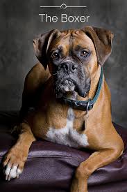 Boxer Dog Breed History Information And Pictures Pet360 Pet Parenting Simplified Boxer Dog Names Boxer Dog Breed Boxer Dogs