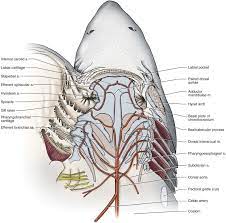Gnathostomata /ˌnæθoʊˈstɒmətə/ are the jawed vertebrates. Conus Arteriosus An Overview Sciencedirect Topics