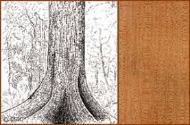 Image result for Pycnanthus