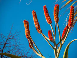 Image result for Aloe excelsa