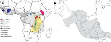 Image result for Psophocarpus grandiflorus