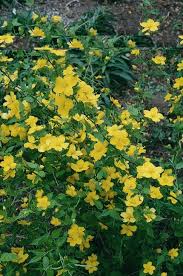 We did not find results for: Shade Gardening Plants Zone 5