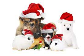 Christmas Pets Pet Christmas Pictures Christmas Dog Christmas Animals