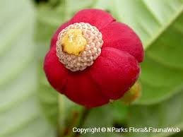 Image result for Uvaria