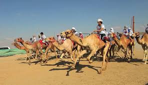 You can check out the full schedule of races at www.dubaicrc.ae. Photos Camel Racing In Abu Dhabi Outlook Traveller