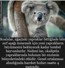 Koala Komik Seyler Bilgi Hayvanlar