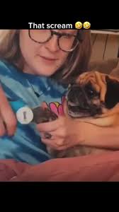 #funnyvideos #dog #nails #cut #omg #lol #thehopperclan #viral #foryou  #goviral #fyp #drama #queen #funny #pet #funny #dramatic #scream #hilarious  #humour