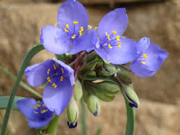 By june, their thick perfume hung in a haze around each bush, the barest breeze sending out intoxicating eddies of rich scent. Tradescantia Ohiensis Ohio Spiderwort Flower Seeds Bonsai Seeds Flowers