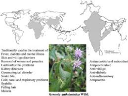 Image result for Vernonia anthelmintica