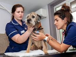 We did not find results for: Chiswick Village Vet