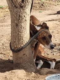 Legislative reforms on animal protection (State Law and Penal Code), in danger due to "disinformation" - Abogacía Española