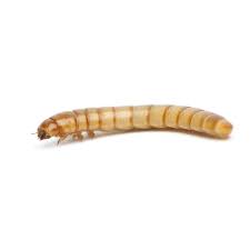 Live Mealworms