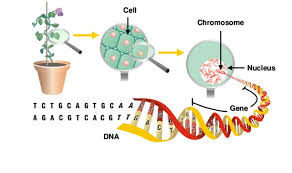 Learn some fascinating facts about genetics at bright hub. Introduction On Transgenic Plants Steemit
