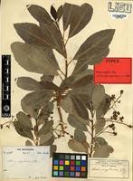Image result for Maesa lanceolata