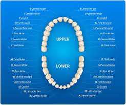 We did not find results for: Universal Numbering System For Teeth