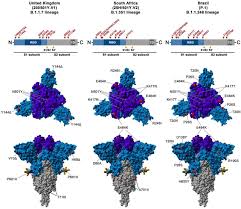 Womöglich ist die neue variante in immungeschwächten patienten entstanden. Sars Cov 2 Variants B 1 351 And B 1 1 248 Escape From Therapeutic Antibodies And Antibodies Induced By Infection And Vaccination Biorxiv