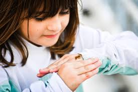 14,400+ Little Honey Bee Stock Photos, Pictures & Royalty-Free Images