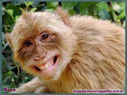 Ingin gambar monyet yang lucu dan keren keren? Gambar Kera Laughing Animals Monkeys Funny Happy Animals
