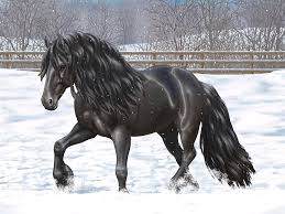 The friesian (also frizian) is a horse breed originating in friesland, in the netherlands. Black Friesian Horse In Snow Painting By Crista Forest