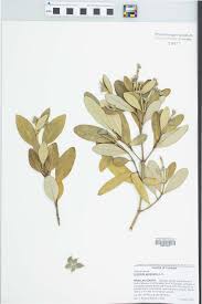 Image result for Avicenniaceae