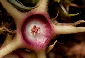 Image result for Huernia verekeri
