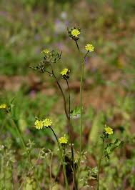 Image result for Youngia