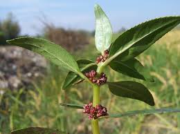 Image result for Bergia capensis