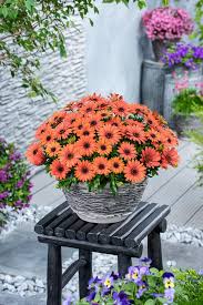 Image result for Osteospermum ecklonis