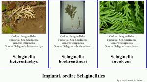Image result for Selaginella buchholzii