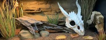 Check out how to create an ideal bearded dragon habitat to the bearded dragon is a common genus of reptile that has the origin from australia, aka pogona. On Bearded Dragon Decorations Roommates Reptifiles