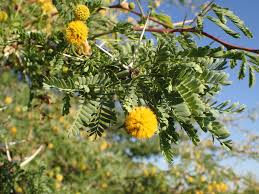 Image result for Acacia kamerunensis