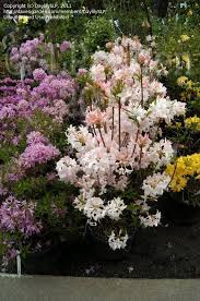 Five foot plants are covered in gorgeous white blooms with pink marbling and yellow highlights. Plantfiles Pictures Rhododendron Azalea White Lights Rhododendron By Daylilyslp