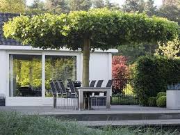 Pin Auf Hinterhof Ideen