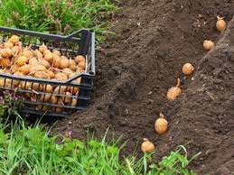 Pour les planter, je me suis contentée d'écarter un peu les feuilles qui restaient (j'en avais mis une bonne couche dans la butte cet hiver) afin d'arriver à la terre. Planter Et Recolter La Pomme De Terre