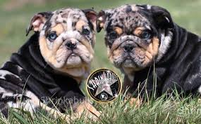 She is a black tri triple color carrier with brown booties and a white/black head and belly. Shrinkabulls World Famous Shrinkabulls Rare Merle Tri Blue Eyed Wrinkly English Bulldog Facebook