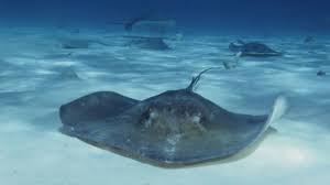 Image result for Stingray