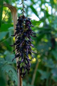 Image result for Mucuna pesa