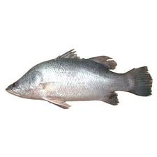 Rawas Fish Drone Fest #kokanirecipe #easyfishrecipe #authentickonkan #fishfry #fishfryrecipe #maharashtrainfishrecipe #mansakokanatli #kokanidish #friedfish #tawafry #seafood #salmonfishrecipe #fishfry #rawasfish. rawas fish drone fest