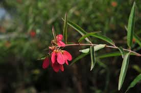 Image result for Heteropterys glabra
