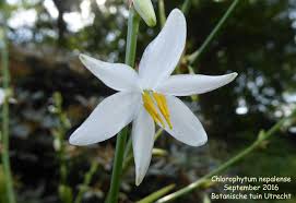 Image result for Chlorophytum macrophyllum