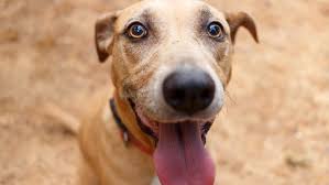 For dogs that are intent on licking, chewing or scratching themselves only, the cause may be easier to find. What It Means When A Dog Licks Its Lips