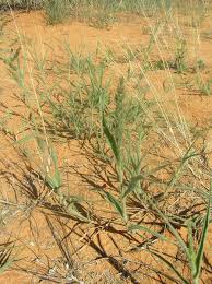 Image result for Schmidtia kalahariensis