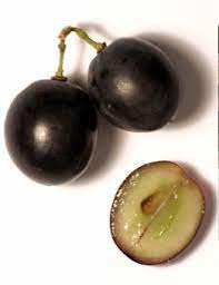 *issus de cépages tanniques (tannat. Peut On Faire Du Vin Blanc Avec Des Raisins Rouges