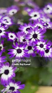 Image result for Cineraria