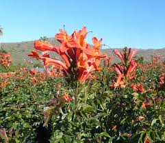 Image result for Tecomaria capensis